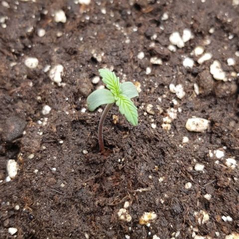 Quick One growlog timeline photo