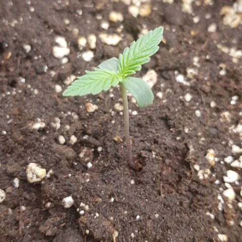Quick One growlog timeline photo