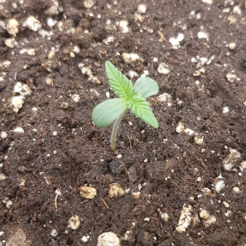 Deep Jealousy Auto growlog timeline photo