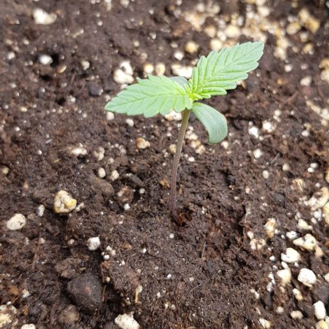Quick One growlog timeline photo