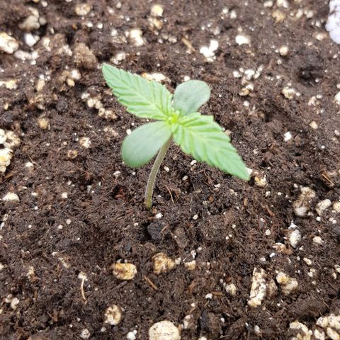 Deep Jealousy Auto growlog timeline photo