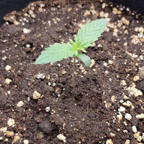 Quick One growlog timeline photo