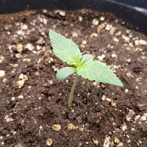 Deep Jealousy Auto growlog timeline photo