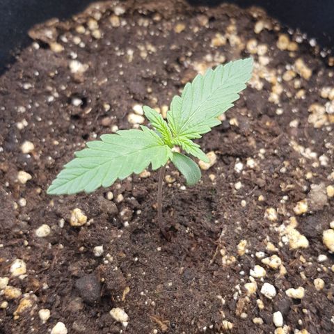 Quick One growlog timeline photo