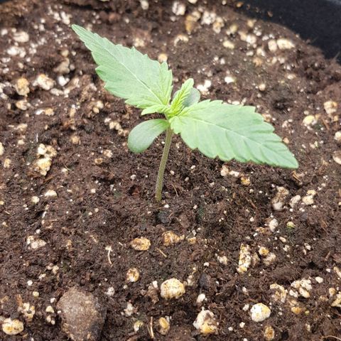 Deep Jealousy Auto growlog timeline photo
