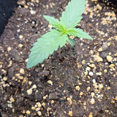 Quick One growlog timeline photo