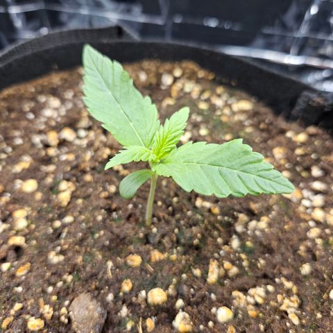 Deep Jealousy Auto growlog timeline photo