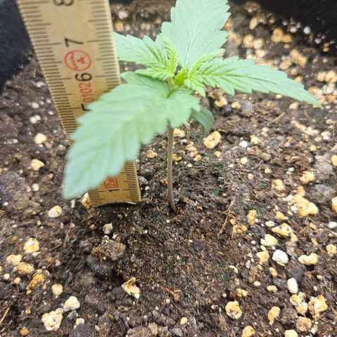 Quick One growlog timeline photo