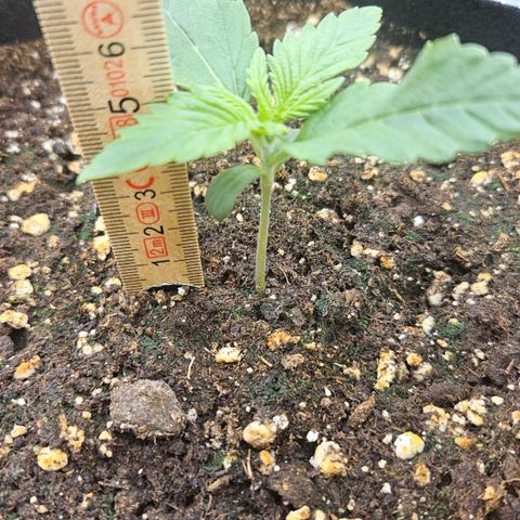 Deep Jealousy Auto growlog timeline photo