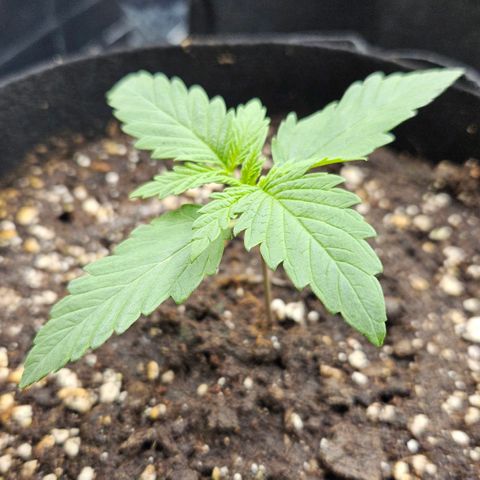 Quick One growlog timeline photo