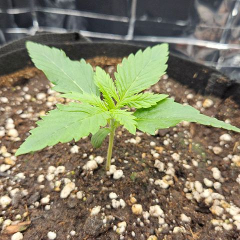Deep Jealousy Auto growlog timeline photo