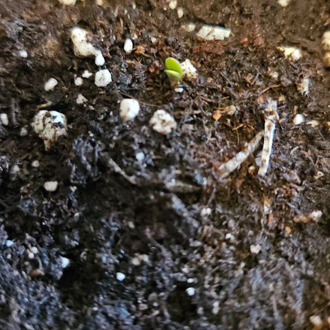 Strawberry Cola growlog timeline photo