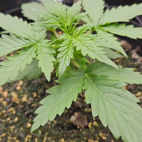 Quick One growlog timeline photo