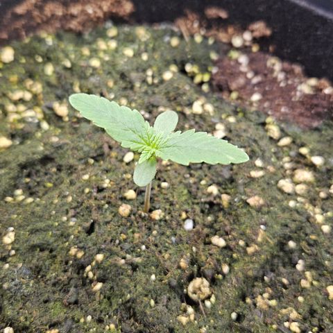 Strawberry Cola growlog timeline photo