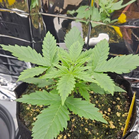 Deep Jealousy Auto growlog timeline photo