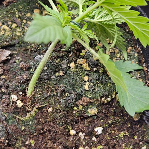 Quick One growlog timeline photo