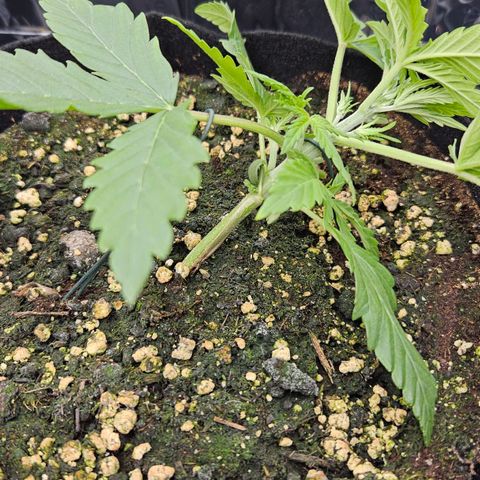Deep Jealousy Auto growlog timeline photo
