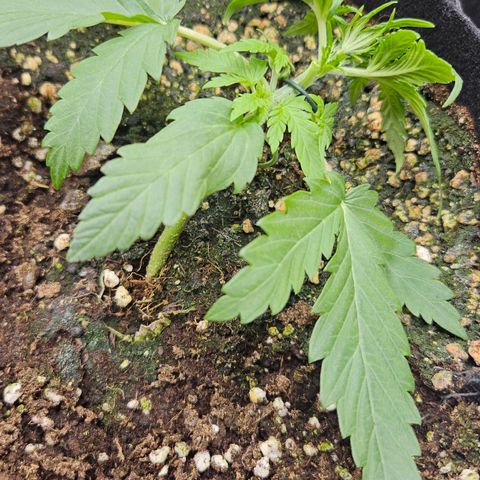 Quick One growlog timeline photo