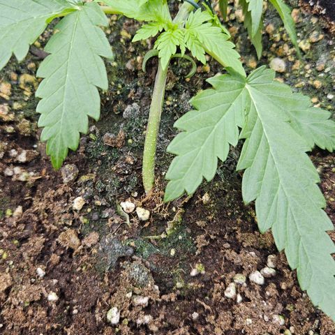 Quick One growlog timeline photo