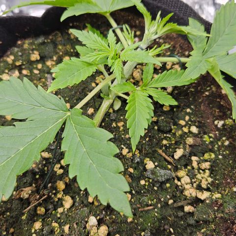 Deep Jealousy Auto growlog timeline photo