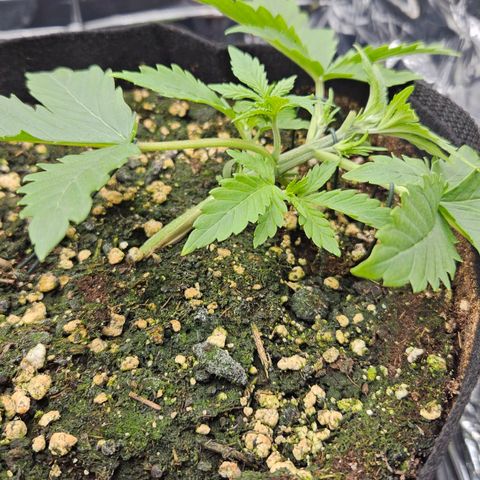 Deep Jealousy Auto growlog timeline photo