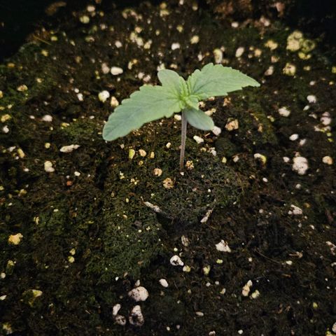 Strawberry Cola growlog timeline photo