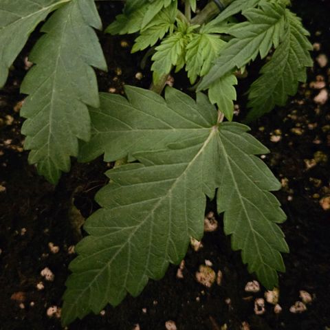 Quick One growlog timeline photo