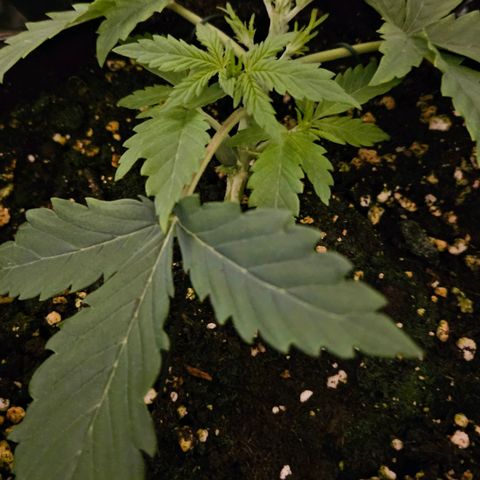 Deep Jealousy Auto growlog timeline photo