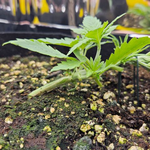 Deep Jealousy Auto growlog timeline photo