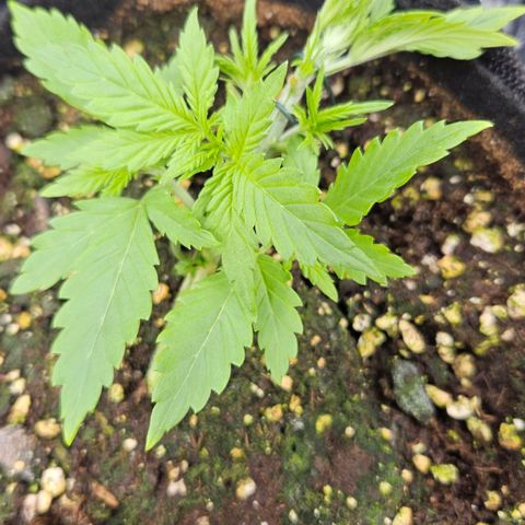 Deep Jealousy Auto growlog timeline photo