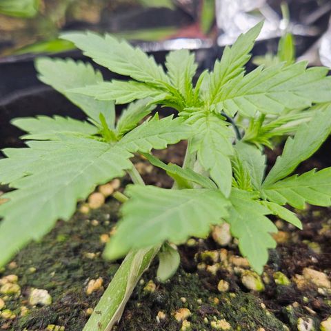 Deep Jealousy Auto growlog timeline photo