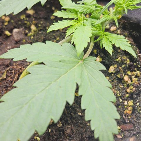 Quick One growlog timeline photo