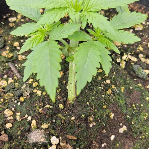 Deep Jealousy Auto growlog timeline photo