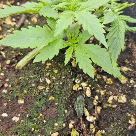 Deep Jealousy Auto growlog timeline photo