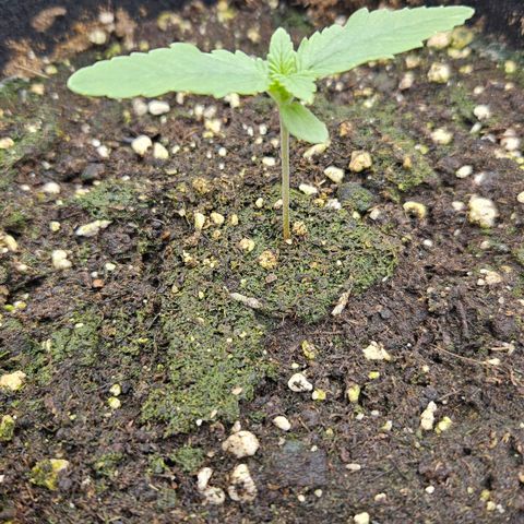 Strawberry Cola growlog timeline photo