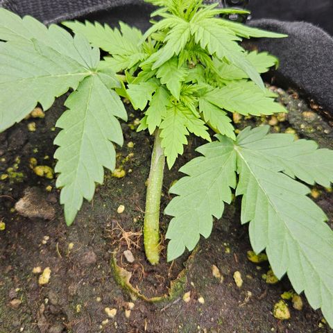 Quick One growlog timeline photo