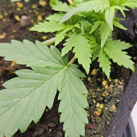 Quick One growlog timeline photo