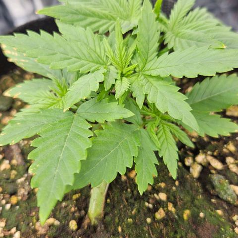 Deep Jealousy Auto growlog timeline photo