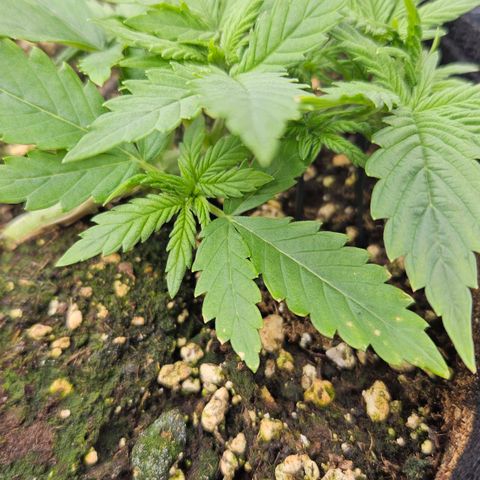 Deep Jealousy Auto growlog timeline photo