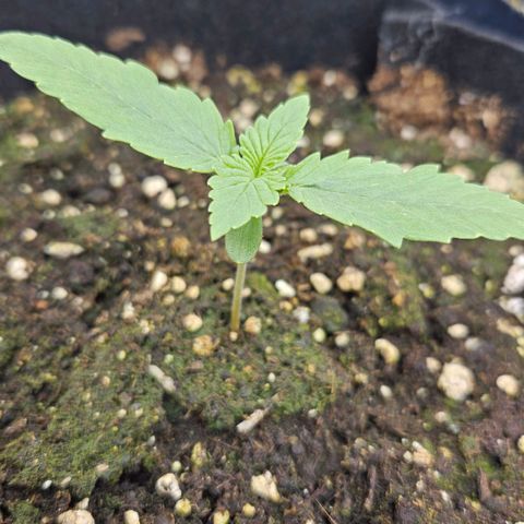 Strawberry Cola growlog timeline photo
