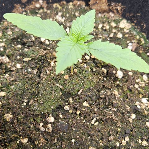 Strawberry Cola growlog timeline photo