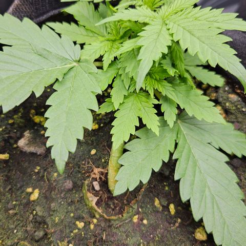 Quick One growlog timeline photo