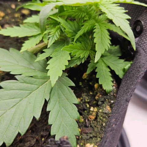 Quick One growlog timeline photo