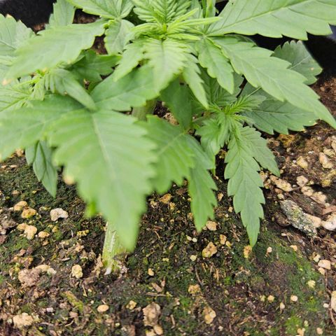 Deep Jealousy Auto growlog timeline photo