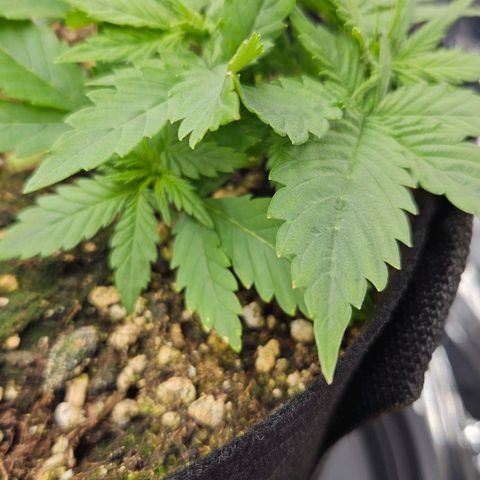 Deep Jealousy Auto growlog timeline photo