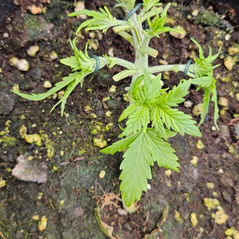 Quick One growlog timeline photo