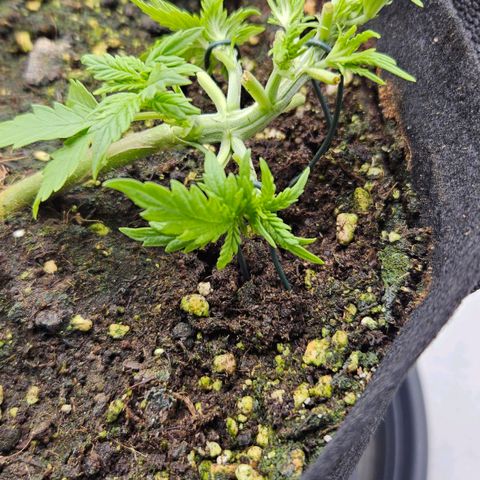 Quick One growlog timeline photo