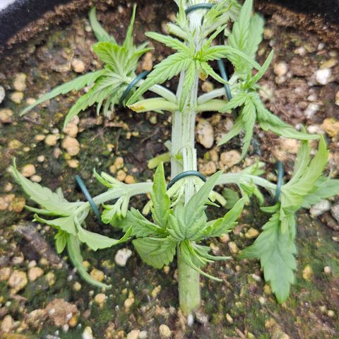 Deep Jealousy Auto growlog timeline photo