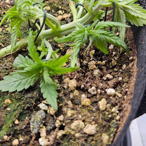 Deep Jealousy Auto growlog timeline photo