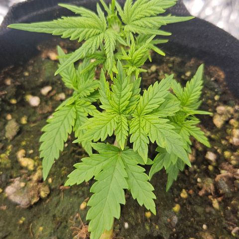 Quick One growlog timeline photo